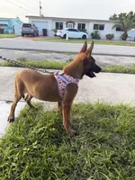 Nala, a female Belgian Malinois for sale in Hialeah, FL – 3 of 6