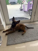 Yellow collar , a female Belgian Malinois for sale in Hialeah, FL – 2 of 4