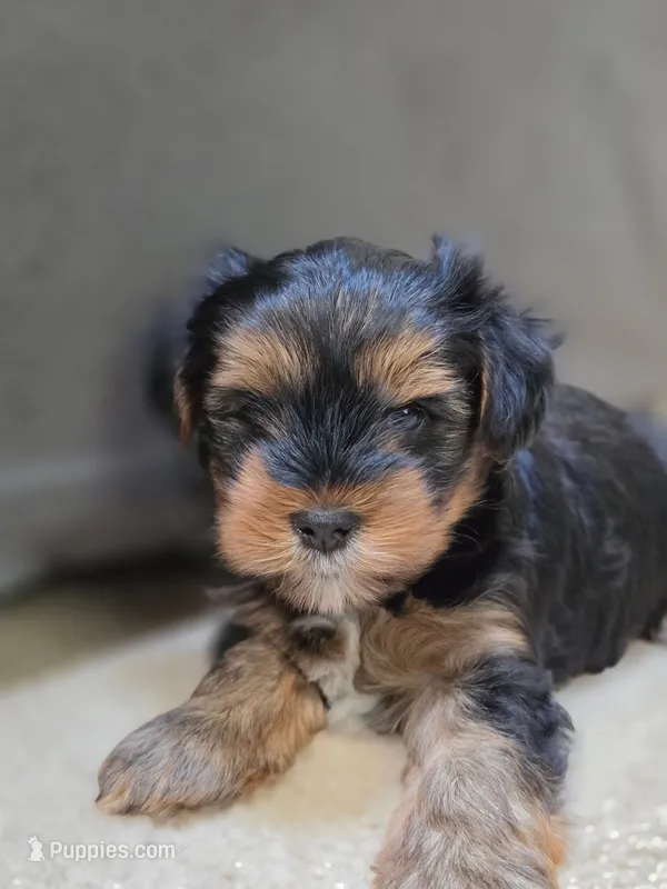 Stack – Yorkshire Terrier puppy for sale in Marietta, GA
