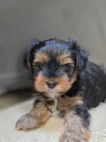 Stack, a male Yorkshire Terrier for sale in Marietta, GA – 1 of 6