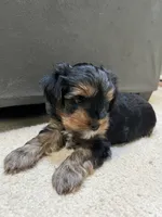 Smoke, a male Yorkshire Terrier for sale in Marietta, GA – 4 of 6