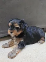Stack, a male Yorkshire Terrier for sale in Marietta, GA – 4 of 6