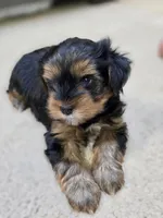 Stack, a male Yorkshire Terrier for sale in Marietta, GA – 6 of 6