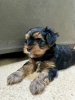 Smoke, a male Yorkshire Terrier for sale in Marietta, GA – 5 of 6