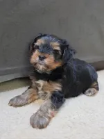 Stack, a male Yorkshire Terrier for sale in Marietta, GA – 3 of 6
