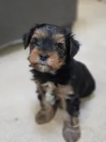 Stack, a male Yorkshire Terrier for sale in Marietta, GA – 2 of 6