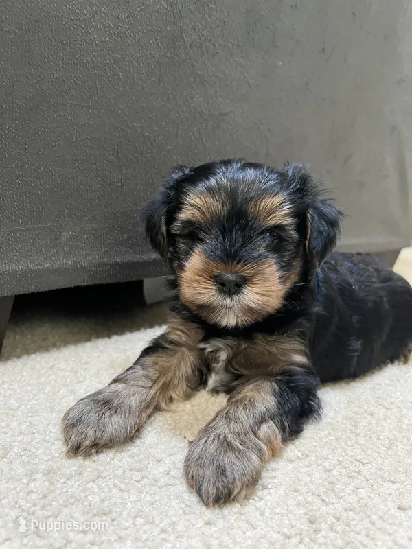 Smoke – Yorkshire Terrier puppy for sale in Marietta, GA