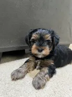 Smoke, a male Yorkshire Terrier for sale in Marietta, GA – 1 of 6