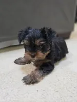 Smoke, a male Yorkshire Terrier for sale in Marietta, GA – 3 of 6