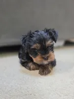 Smoke, a male Yorkshire Terrier for sale in Marietta, GA – 2 of 6