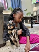 Stack, a male Yorkshire Terrier for sale in Marietta, GA – 5 of 6