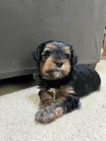 Smoke, a male Yorkshire Terrier for sale in Marietta, GA – 6 of 6