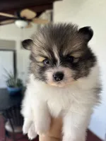 Maia, a female Pomeranian for sale in San Antonio, TX – 2 of 6