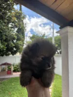 Brownie, a male Pomeranian for sale in San Antonio, TX – 2 of 5