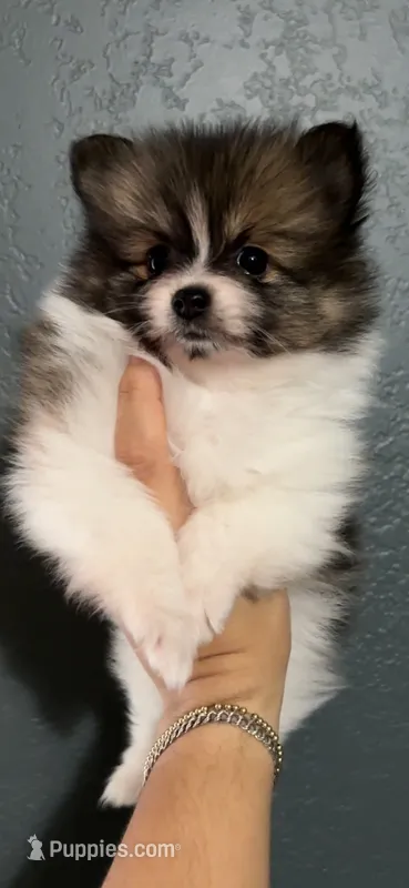 Maia – Pomeranian puppy for sale in San Antonio, TX