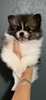 Maia, a female Pomeranian for sale in San Antonio, TX – 1 of 6