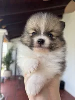 Luke, a male Pomeranian for sale in San Antonio, TX – 2 of 5