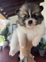 Maia, a female Pomeranian for sale in San Antonio, TX – 3 of 6
