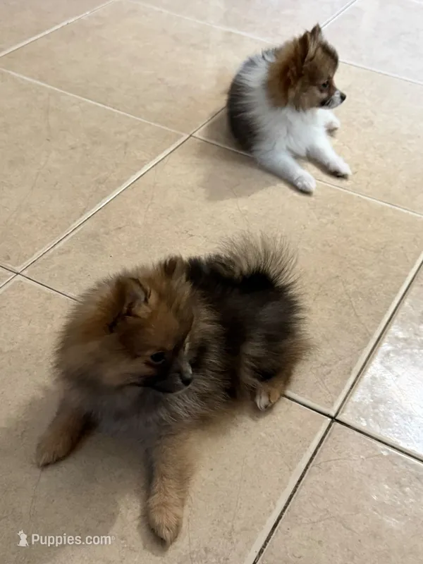 Bear – Pomeranian puppy for sale in San Antonio, TX