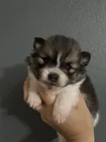 Maia, a female Pomeranian for sale in San Antonio, TX – 5 of 5