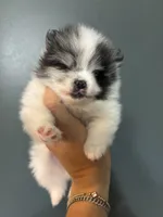 Princess, a female Pomeranian for sale in San Antonio, TX – 2 of 5