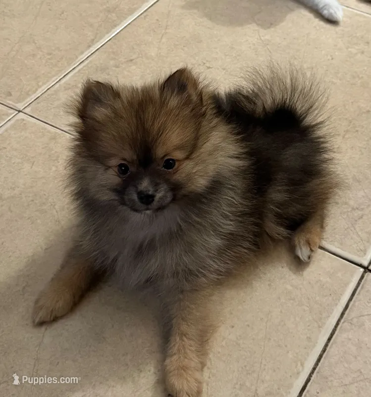 Brownie – Pomeranian puppy for sale in San Antonio, TX