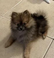 Brownie, a male Pomeranian for sale in San Antonio, TX – 1 of 4