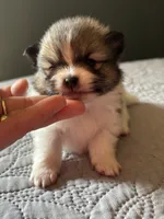 Luke, a male Pomeranian for sale in San Antonio, TX – 3 of 3