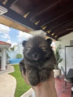 Brownie, a male Pomeranian for sale in San Antonio, TX – 3 of 5
