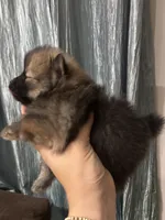 Brownie, a male Pomeranian for sale in San Antonio, TX – 5 of 5