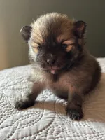 Brownie, a male Pomeranian for sale in San Antonio, TX – 2 of 3