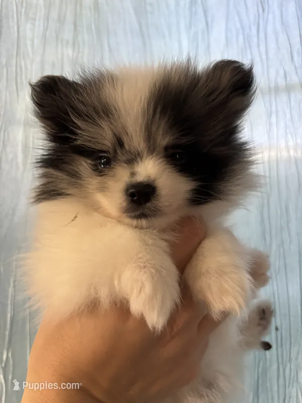 Princess – Pomeranian puppy for sale in San Antonio, TX