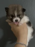 Luke, a male Pomeranian for sale in San Antonio, TX – 2 of 3