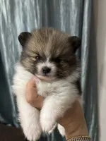 Luke, a male Pomeranian for sale in San Antonio, TX – 4 of 5