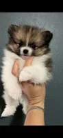 Luke, a male Pomeranian for sale in San Antonio, TX – 1 of 5