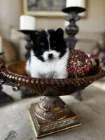 processed/5ecc49b0-f869-424e-8918-85a556a8a018/listing/acbea19e-7f1f-4567-8627-ccc44ebe4770/4af30212-5f00-46ba-a92c-7b1b5a5e9877