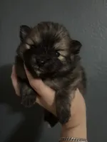 Brownie, a male Pomeranian for sale in San Antonio, TX – 3 of 3