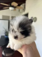Princess, a female Pomeranian for sale in San Antonio, TX – 4 of 5
