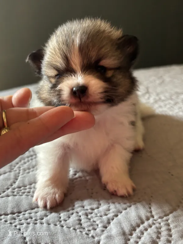 Maia – Pomeranian puppy for sale in San Antonio, TX