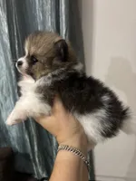 Luke, a male Pomeranian for sale in San Antonio, TX – 5 of 5