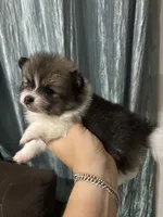 Maia, a female Pomeranian for sale in San Antonio, TX – 5 of 6