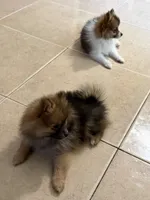 Brownie, a male Pomeranian for sale in San Antonio, TX – 3 of 4