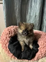 Bear, a male Pomeranian for sale in San Antonio, TX – 2 of 3