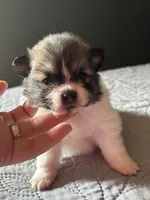 Maia, a female Pomeranian for sale in San Antonio, TX – 3 of 5