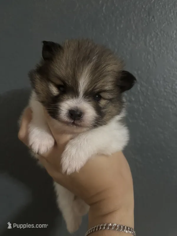 Luke – Pomeranian puppy for sale in San Antonio, TX