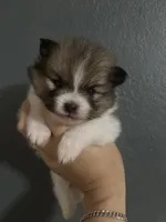Luke, a male Pomeranian for sale in San Antonio, TX – 1 of 3