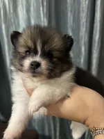 Maia, a female Pomeranian for sale in San Antonio, TX – 4 of 6