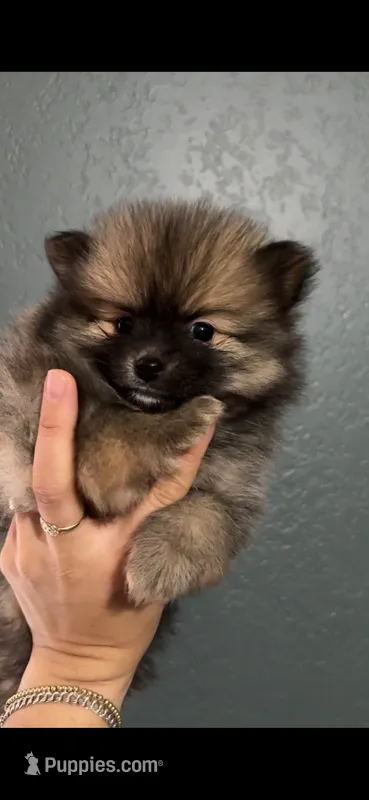 Brownie – Pomeranian puppy for sale in San Antonio, TX