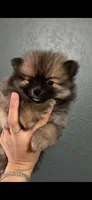 Brownie, a male Pomeranian for sale in San Antonio, TX – 1 of 5