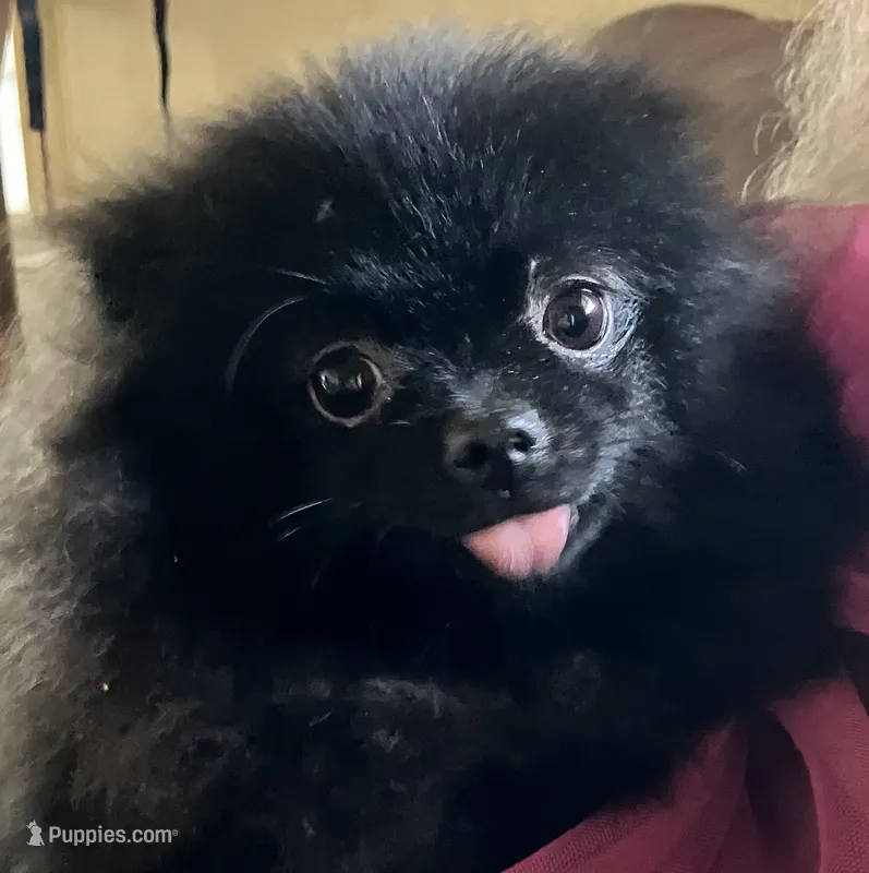 Champion sired Hope AKC Breeder of Merit – Pomeranian puppy for sale in Sprague, WA